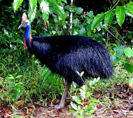 Peacock Bird